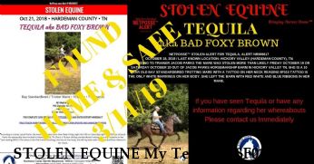  STOLEN EQUINE My Tequila (8F010),  Near Hickory Valley, TN, 38042